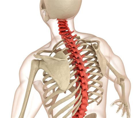 Spinal Anatomy Medically Accurate Illustration Stock Illustration