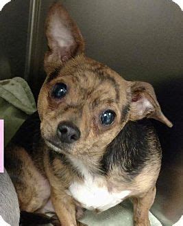 Petco's welcome to the family new pet parent starter guide provides new pet parents substantial benefits with hundreds of dollars worth. Houston, TX - Chihuahua Mix. Meet Tiger a Dog for Adoption ...