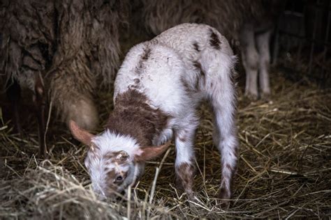 Kostenlose Foto Gras Bauernhof Tier Ziege Jung Herde Weide