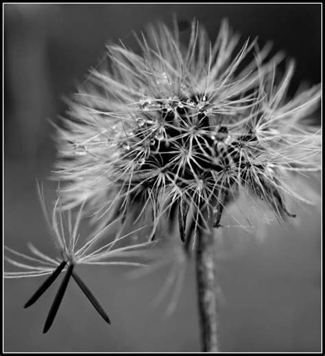 Macro Black And White Photography Black And White