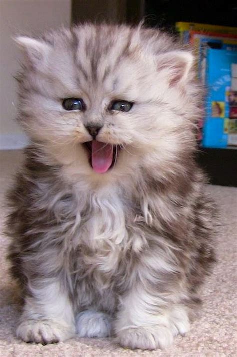 18 Of The Fluffiest Cats On The Planet We Love Cats And Kittens