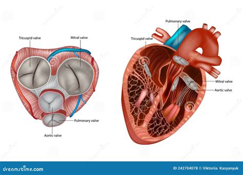 Mitral Valve Annulus Anatomy Structure Pictures The Best Porn Website
