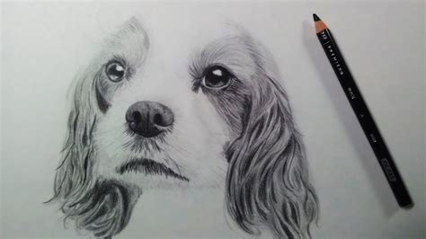 How to draw a dog! Drawing a Dog (Puppy) - Time Lapse - YouTube