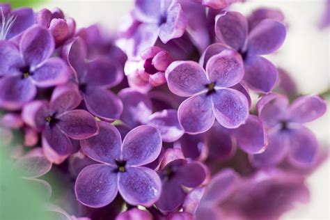 French Lilac Facts Planting Caring And More Animascorp