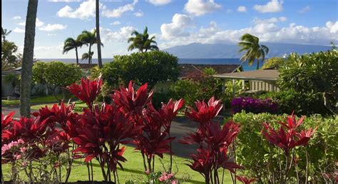 Growing Ti Plants in Hawaii is Easy: The Hawaiian Ti Leaf 101 - Hawaii ...