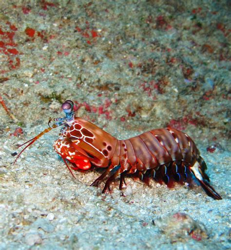 Shrimp Shrimp Similan Islands 2009 Peter Thurgood Flickr