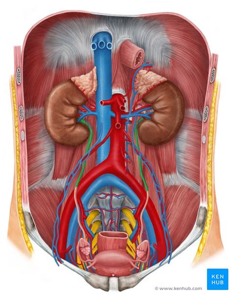 Kidney And Bladder Anatomy