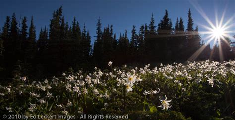 Avalanche Lilies At Dawn Obstruction Point Olympic National Park