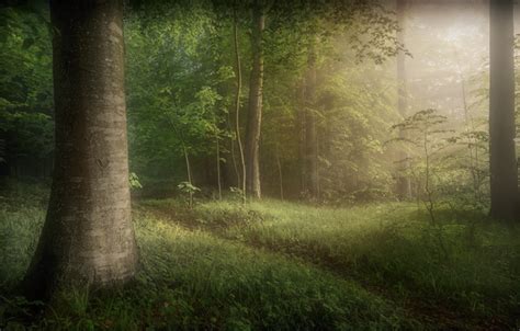 Dreamy Forest Landscape Editing In Photoshop Shutterevolve