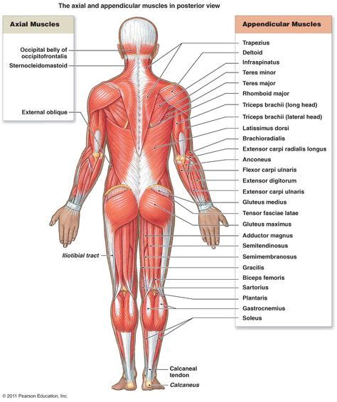 The following tables list some specific. Scientific Names Of Body Muscles : All Of The Major Muscle ...