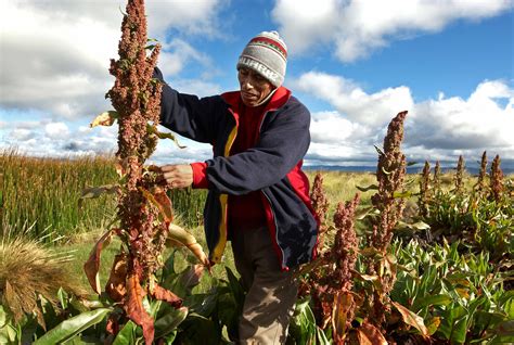 Quinoa is usually harvested by hand due to the differing levels of maturity of the seeds even within one plant. Celebra la ONU Año Internacional de la Quinua (+ Video ...
