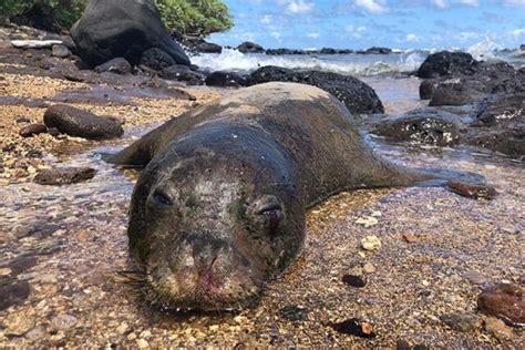 Monk Seal Killings On Kauai Highlight Human Threat To Endangered