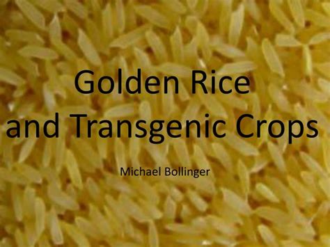 Ppt Golden Rice And Transgenic Crops Powerpoint Presentation Free