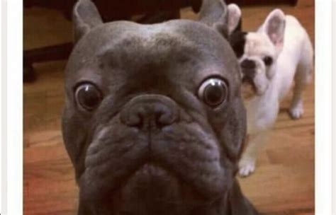 Dog french bulldog sitting licks its muzzle. 16 Funny French Bulldog Memes That Will Make Your Day ...