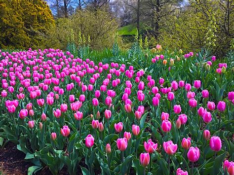 Springtime At Longwood Gardens