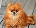 Beauty! | Pomeranian dog, Pomeranian breed, Cute male dog names