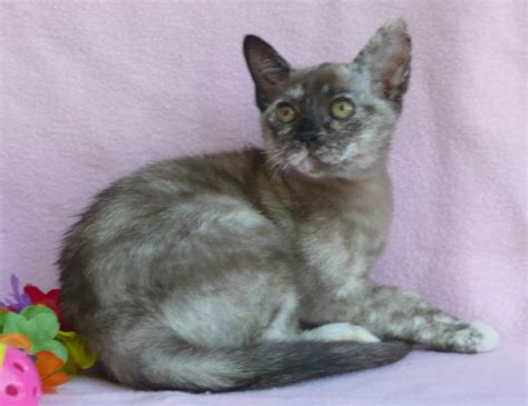 Burmese cats are elegant medium sized cats with silky coats and have big golden eyes you drown in. Burmese Kittens | Burmese Cats For Sale | Burmese Cat Colours