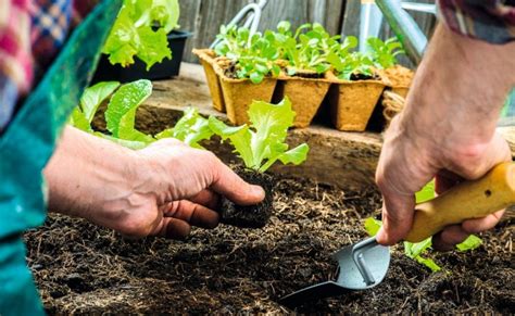 Como Fazer Uma Horta Em Vasos Ciclovivo