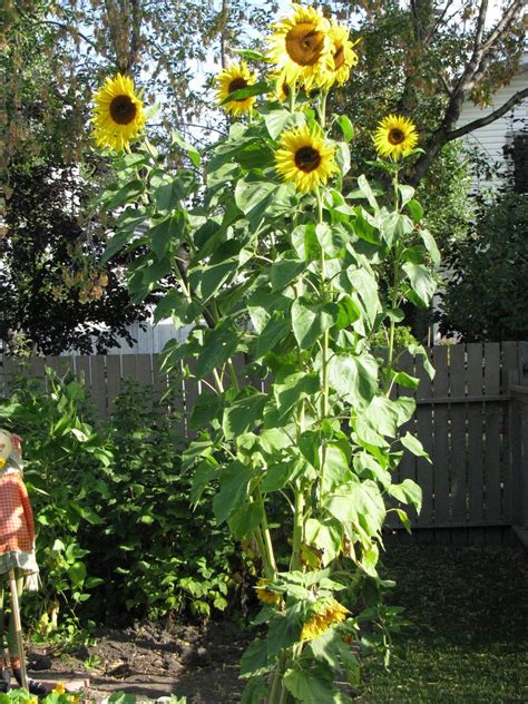 Kong Sunflower Grows Up To 12ft Tall With Up To 6 Flowers Heads