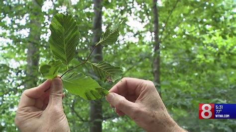 Connecticut Scientists Trying To Cure Beech Leaf Disease