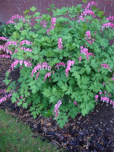 Get more from the classic perennial, bleeding heart! Bleeding Hearts: Plant Care and Collection of Varieties ...