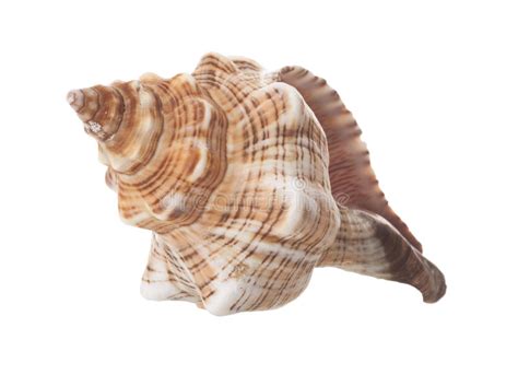 Spiral Sea Shell Isolated Stock Image Image Of Marine