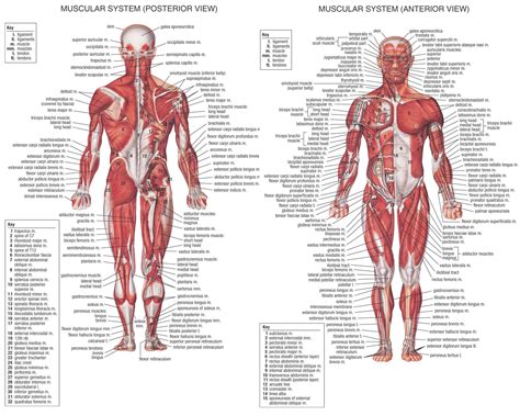 Lower back muscle diagram anatomy does degenerative disc disease affect the lower back muscle? Human Muscle Anatomy - How Many Muscles Do You Know Of ...
