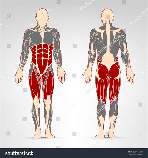 Leg Muscles Fitness Training Man Muscles Workout Stock Vector