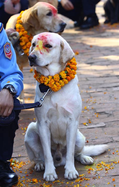 In Pictures Nepal Thanks Its Pet Dogs As Part Of Five Day Tihar Festival