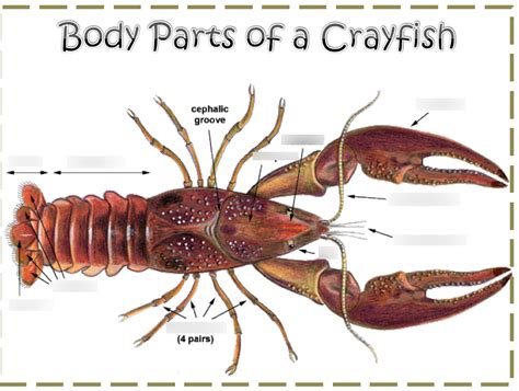 Crayfish Anatomy Exterior Review Diagram Quizlet