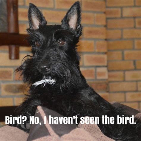 Guilty Scottie Scottie Terrier Scottish Terrier Dog Lovers