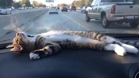 By gathering the right supplies and preparing your cat beforehand, you can make the trip as pleasant as possible. Cat Travels in Car Sitting in Pocket | Jukin Media Inc