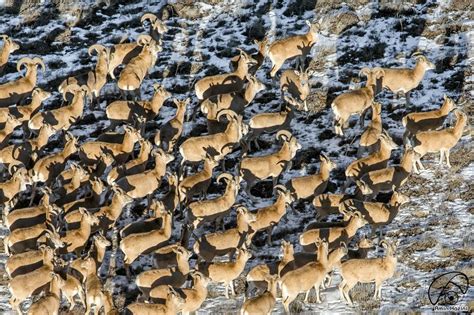 Urial Mouflon Golestan National Park Golestan Province Iran Persian