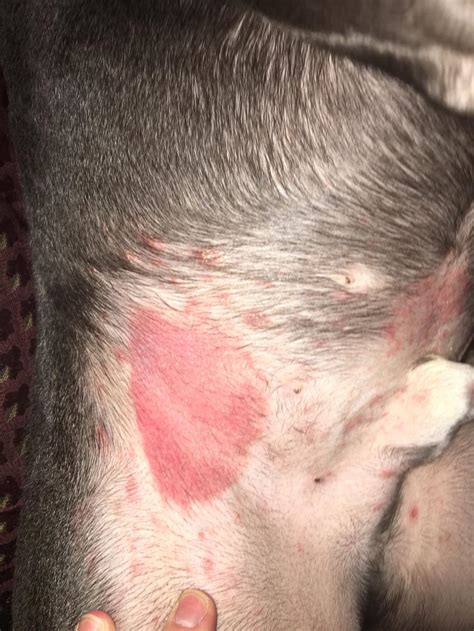 Skin Rashes On Dogs