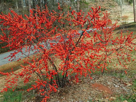 Winterberry Holly Nature Photo Gallery
