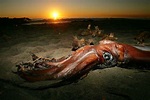 Stunningly Preserved Giant Squid Found Floating in the Ocean