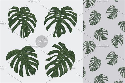 Monstera Leaves in 2020 | Monstera leaf, Monstera, Illustration