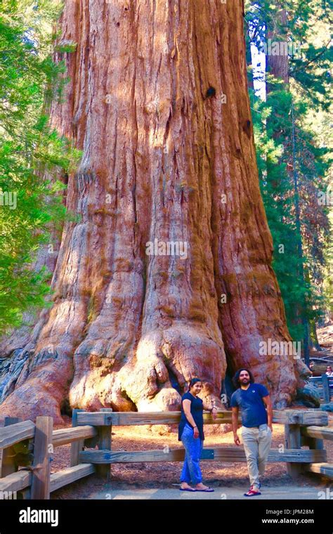 Basis Der General Sherman Baum Giant Sequoia Sequoia National Park