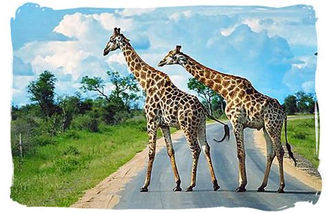 Kruger National Park In South Africa