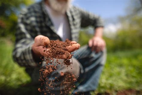 Is soil and dirt the same thing? In the Garden: Soil vs. Dirt