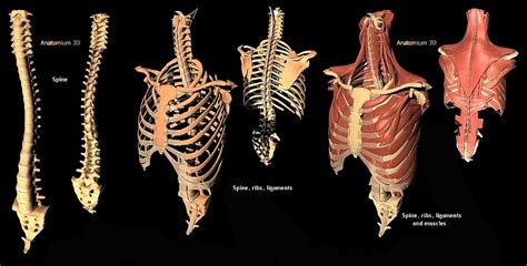 Anatomy Primal 3d Interactive Series 4 Spine Download Hot On Daci