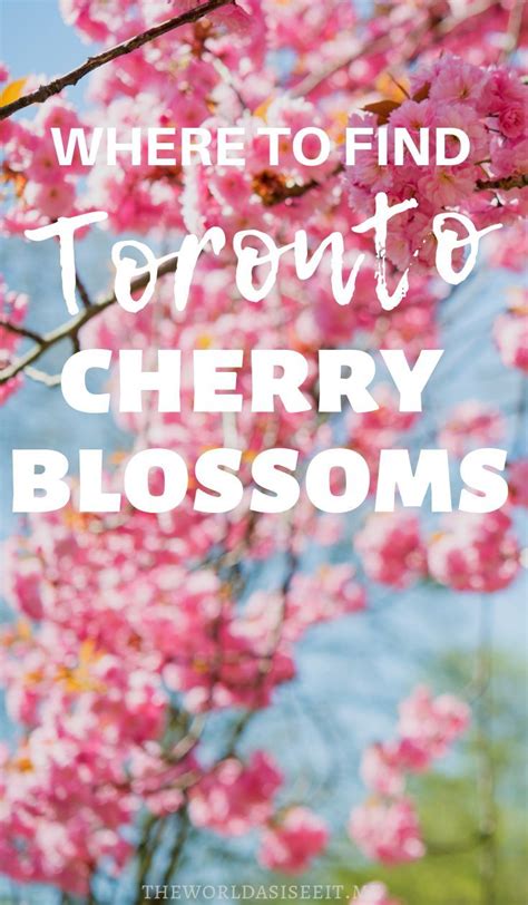 Its Cherry Blossom Season There Are So Many Great Places To See