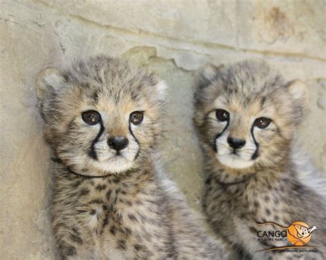 Newborn Baby Cheetahs
