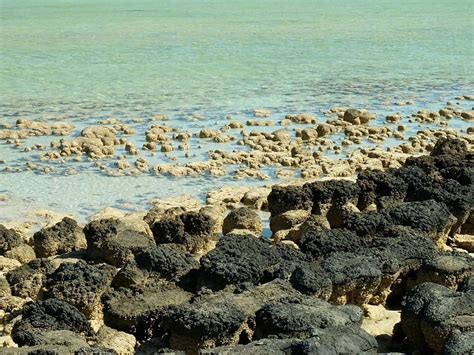 Stromatolites Of Shark Bay Denham 2022 Alles Wat U Moet Weten
