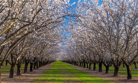 Anthony Dunn Photography The Annual Almond Bloom