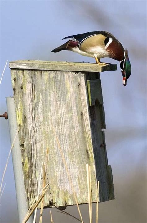Pin By Stacy L On Bird Feeders And Houses Wood Duck House Wood Ducks