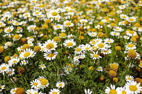 Free Photo Shallow Focus Photography Of Yellow And White Flowers