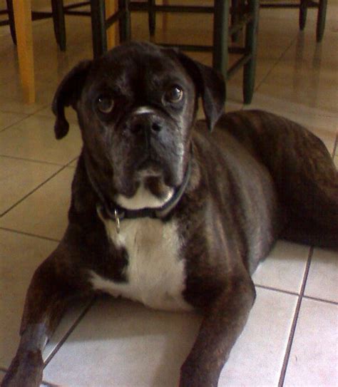 Sick Boxer Need Help Boxer Breed Dog Forums