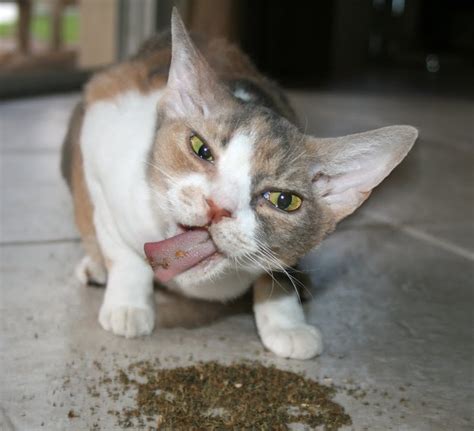 9 Funny Cats Who Are Seriously High On Catnip — That Cat Blog