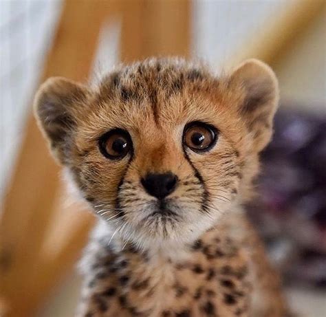 Our Planet Daily On Instagram “meet The Baby Cheetah Although Cute